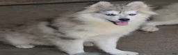 Pomsky dogs for sale: Merle female  - Ad 4