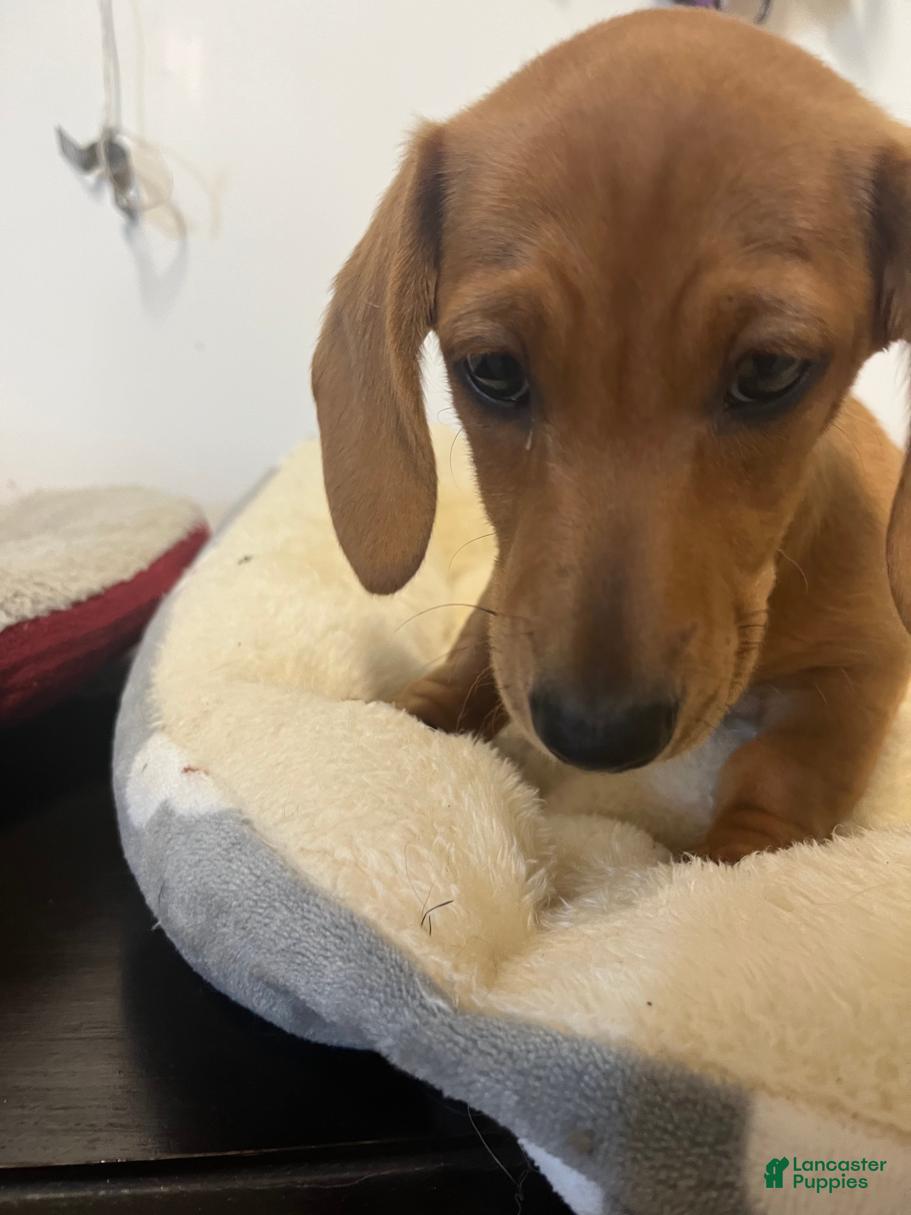 Miniature Dachshund dogs Wren - Ad 2