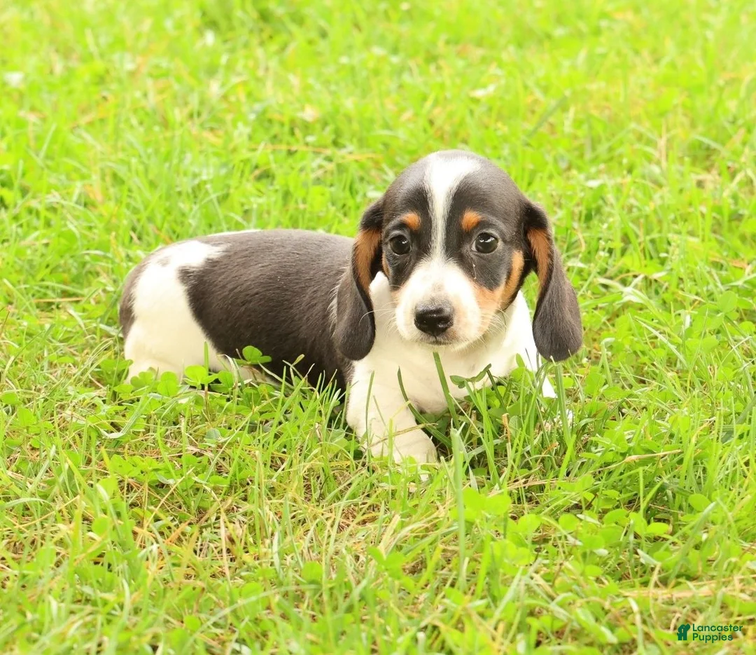 Miniature Dachshund dogs for sale: Dax - Ad 1