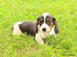 Miniature Dachshund dogs Dax - Ad 1