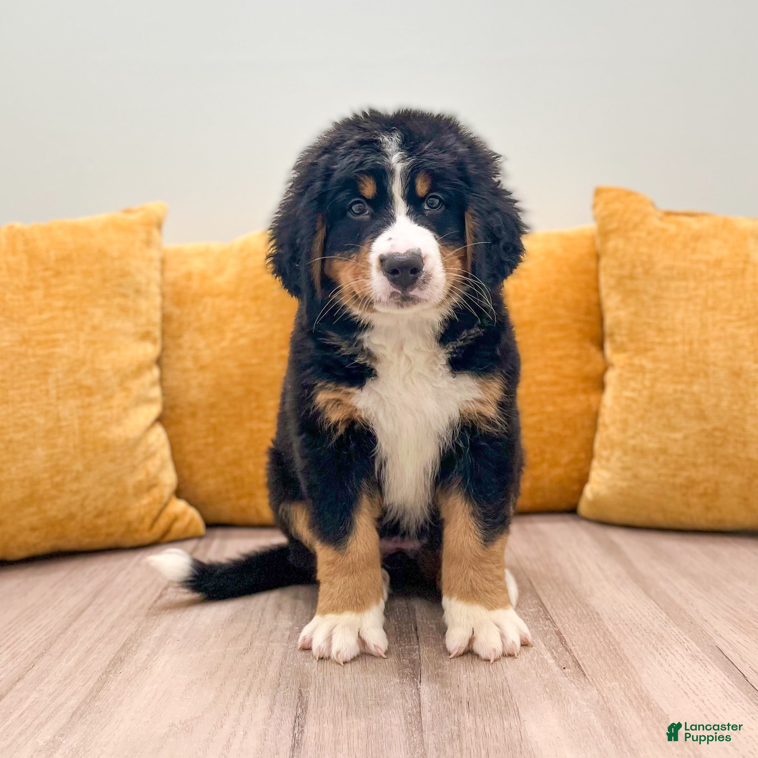 Bernese Mountain Dog dogs Amber - Ad 1