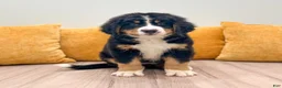 Bernese Mountain Dog dogs for sale: Amber - Ad 1