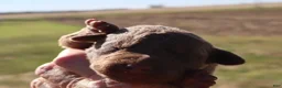 Chesapeake Bay Retriever dogs for sale: Chesapeake Bay Retriever 7 - Ad 3