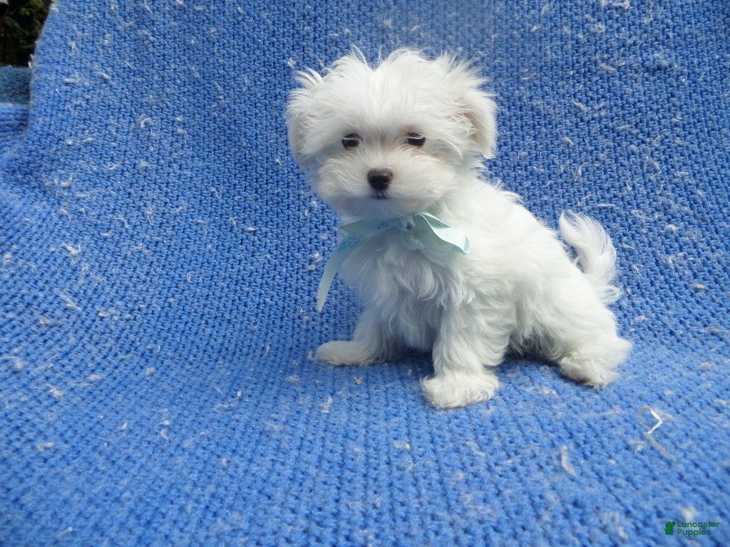 Maltese dogs Holt - Ad 19