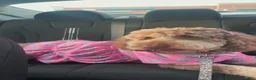Labradoodle dogs for sale: Labradoodle 1 - Ad 2