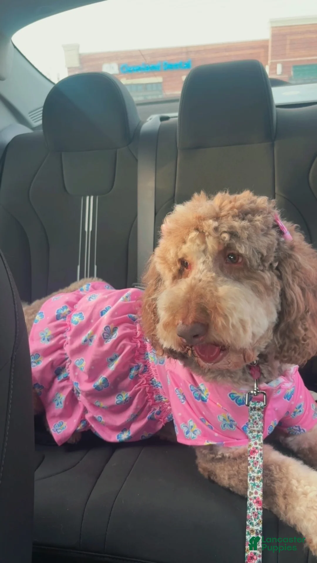 Labradoodle dogs for sale: Labradoodle 1 - Ad 2