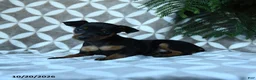 Miniature Pinscher dogs for sale: Arthur - Ad 3