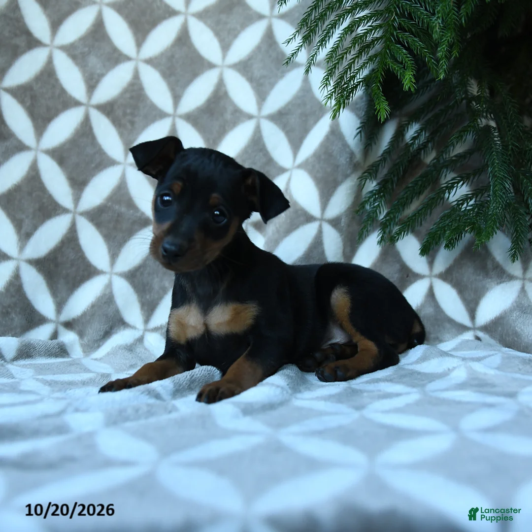 Miniature Pinscher dogs for sale: Arthur - Ad 3