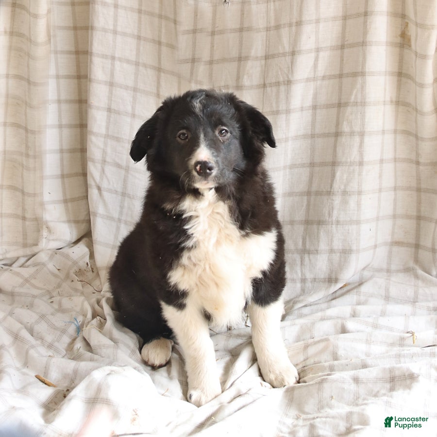 Mixed Breed dogs Rocky - Ad 1