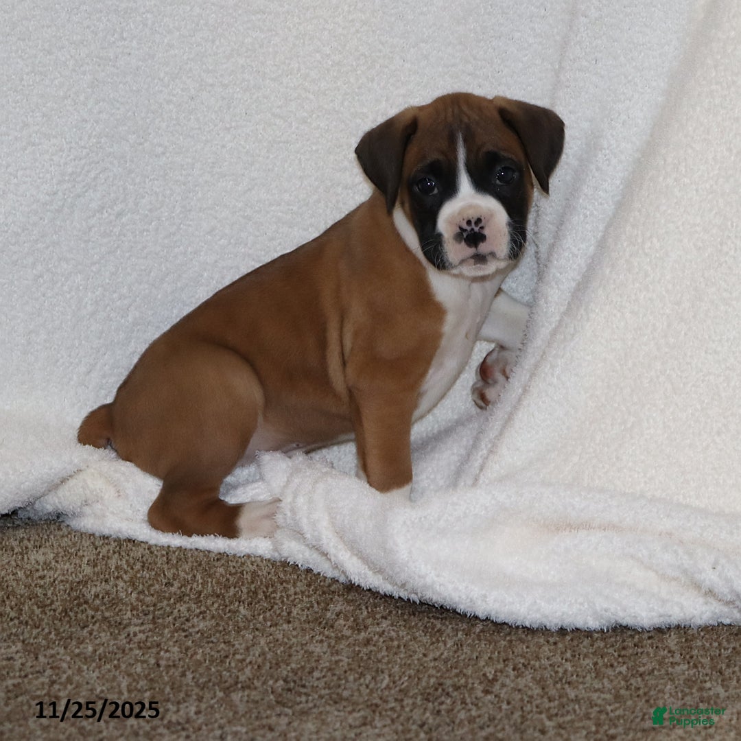 Mixed Breed dogs for sale: Luke - Ad 5