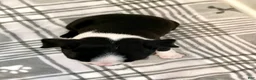 Boston Terrier dogs for sale: Boston Terrier Male 1 Puppy - Ad 4