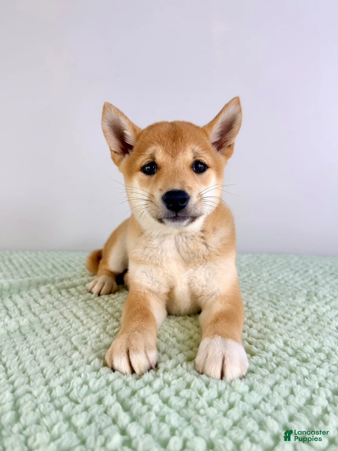 Shiba Inu dogs for sale: AKC Ping - Ad 2