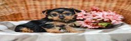 Yorkshire Terrier dogs for sale: Mack - Ad 5