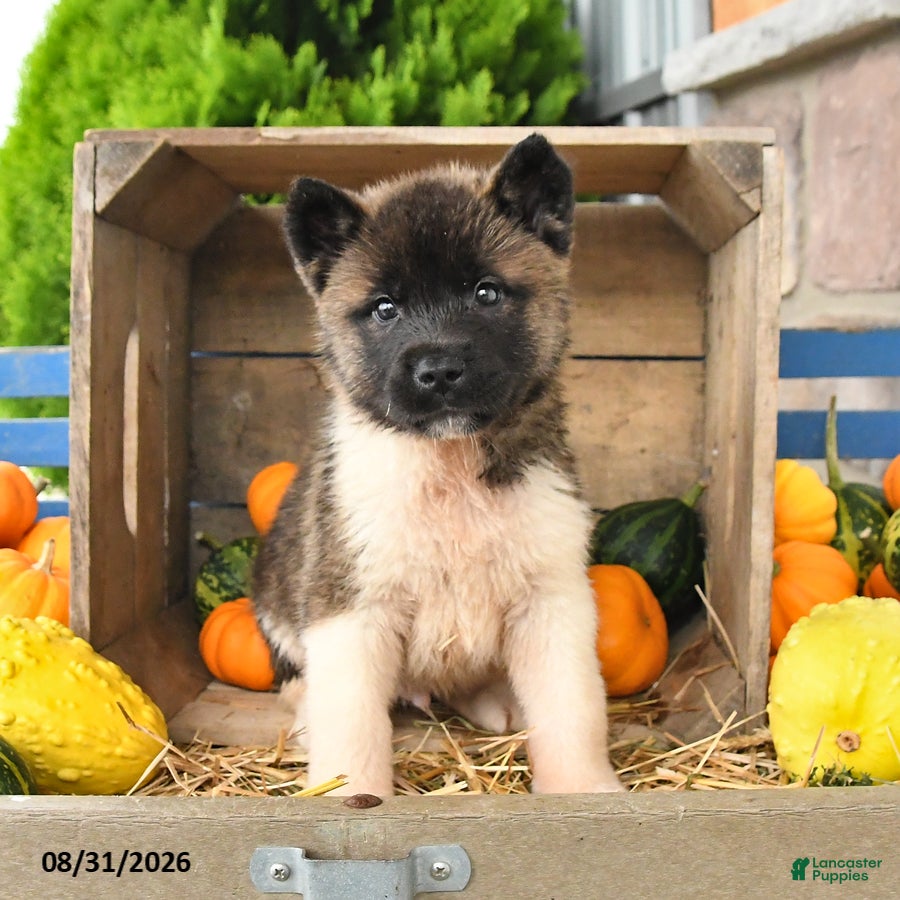 Akita dogs Ned - Ad 1