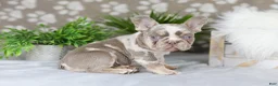 French Bulldog dogs for sale: Pearl - Ad 10