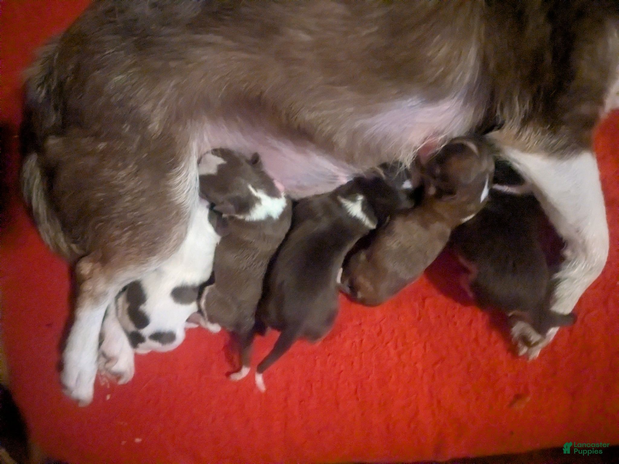 Chihuahua dogs for sale: Candie  - Ad 5