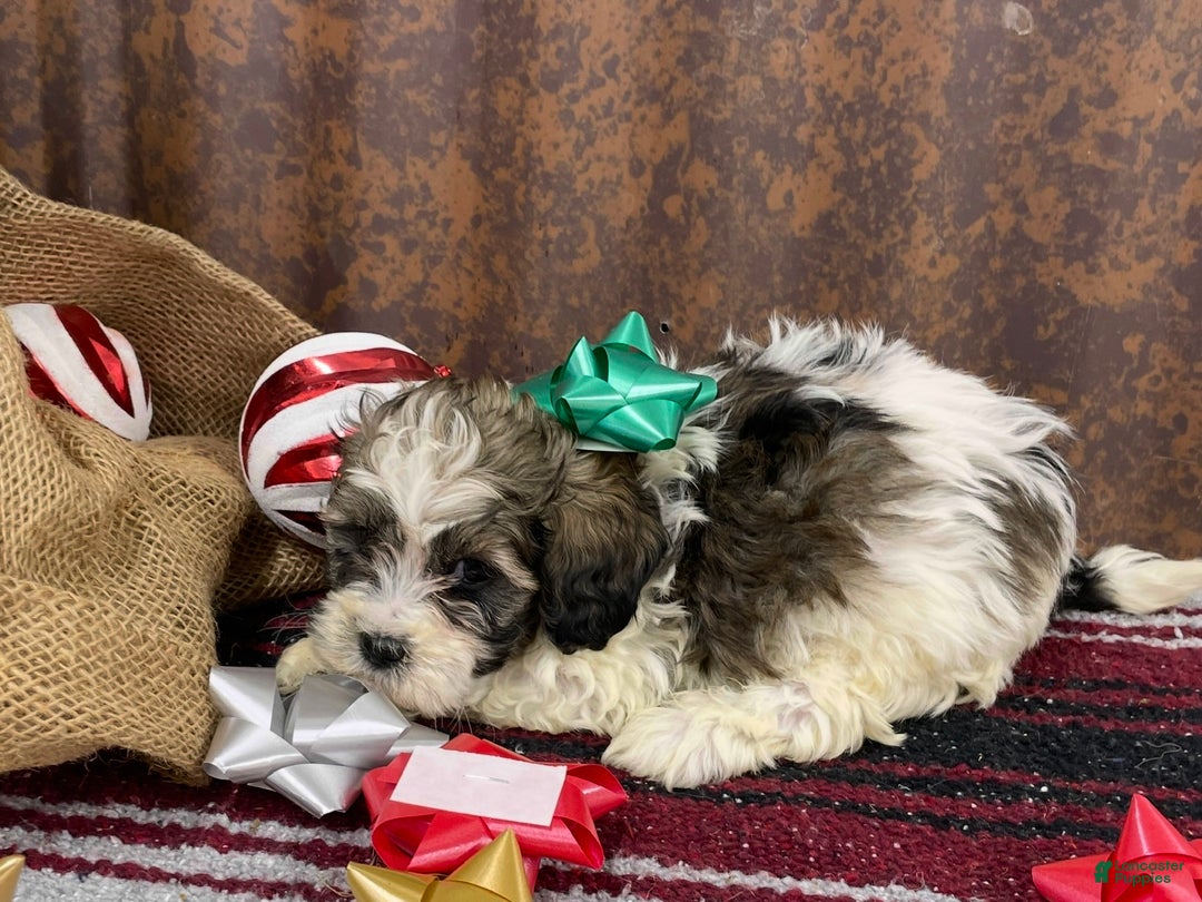 Shihpoo dogs for sale: Cortez - Ad 4
