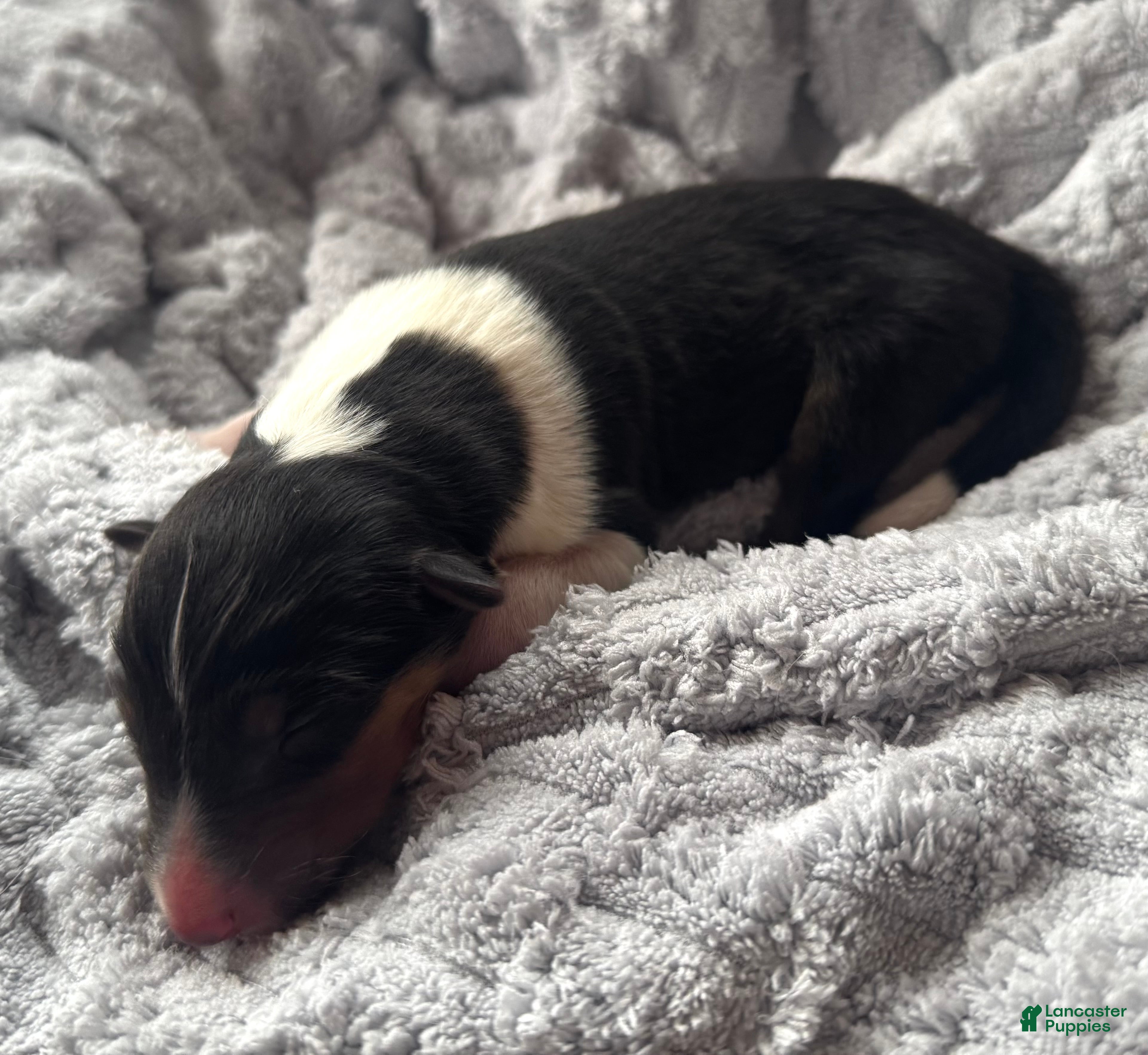 Collie dogs Lacey - Ad 17