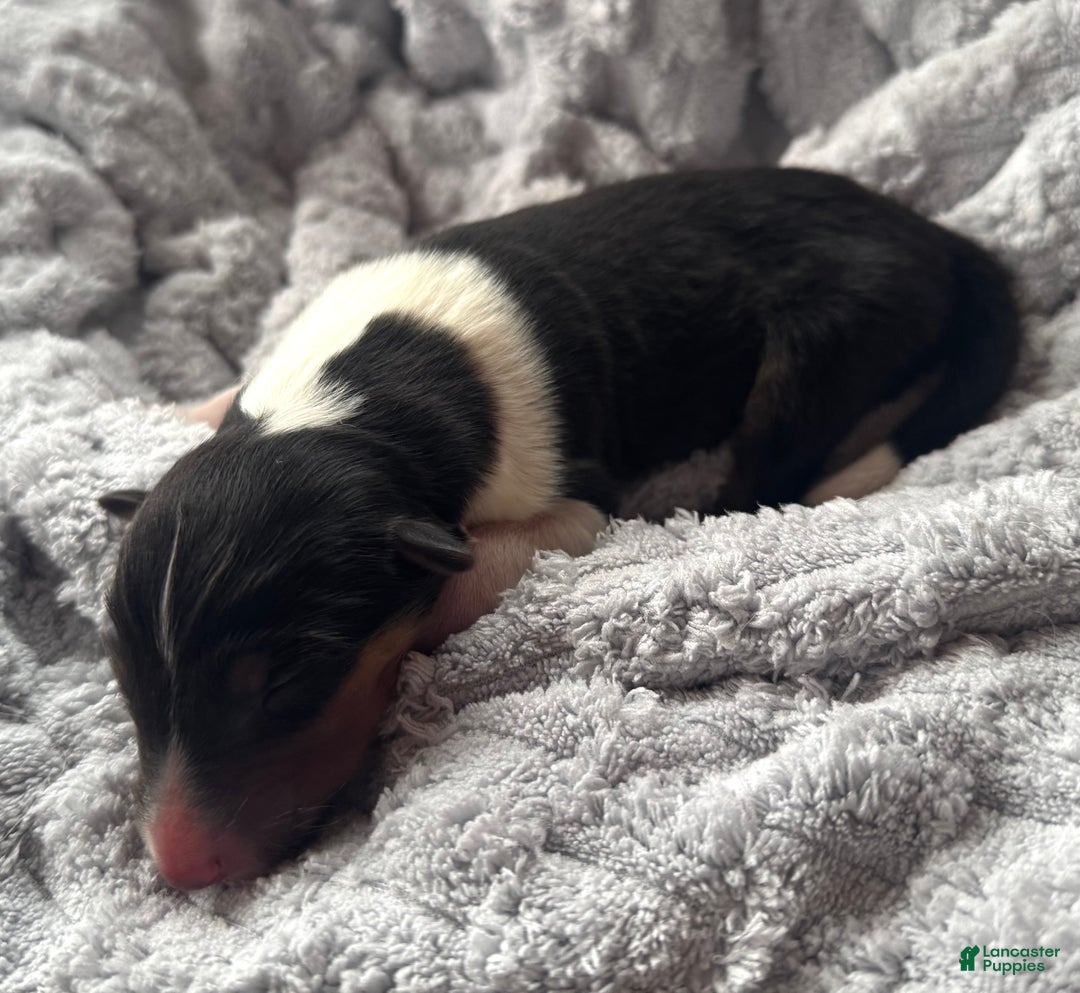 Collie dogs for sale: Lacey - Ad 1