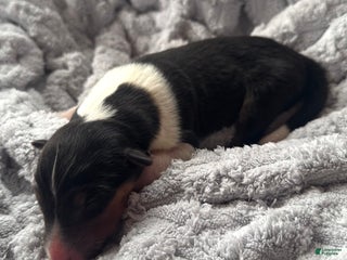 Collie dogs Lacey - Ad 17