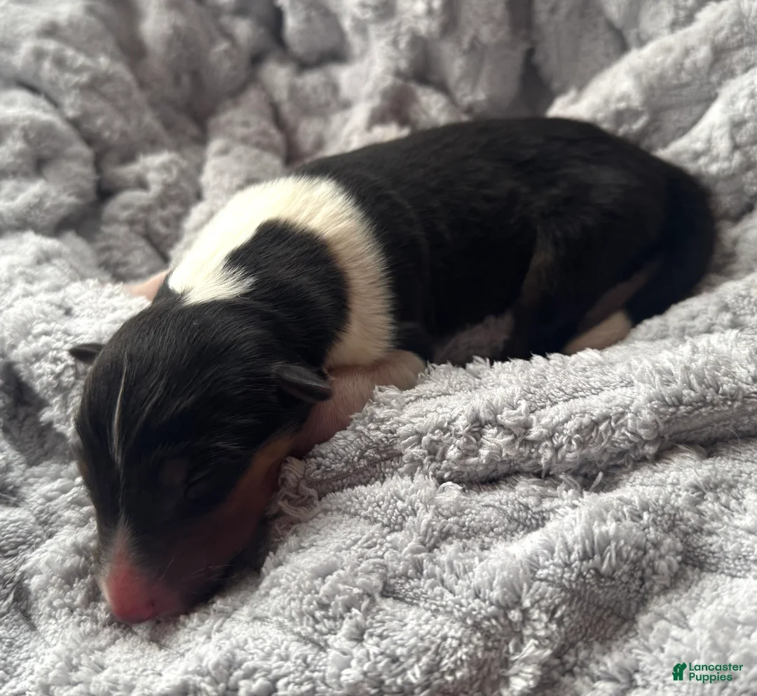 Collie dogs for sale: Lacey - Ad 1