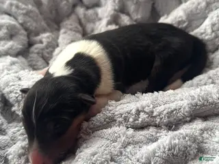 Collie dogs Lacey - Ad 26