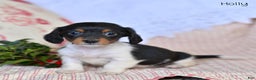 Miniature Dachshund dogs for sale: Holly - Ad 1