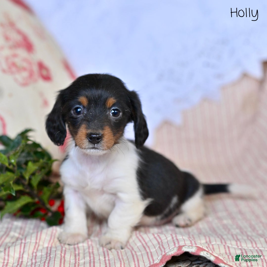 Miniature Dachshund dogs for sale: Holly - Ad 1