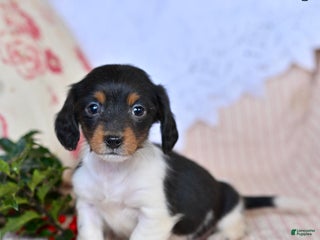 Miniature Dachshund dogs Holly - Ad 16
