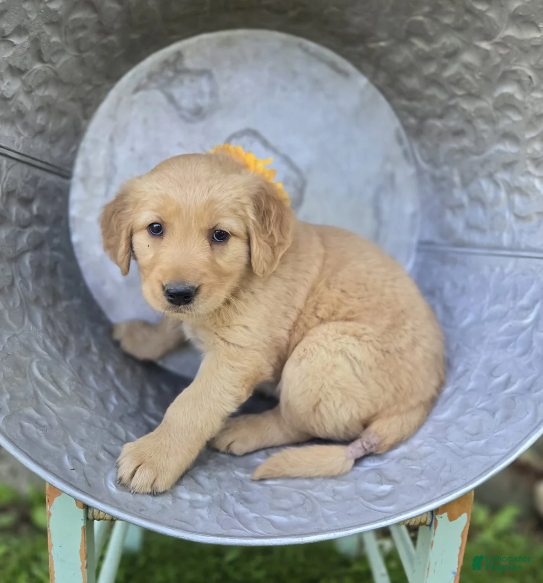 Golden Retriever dogs for sale: Tammy - Ad 1