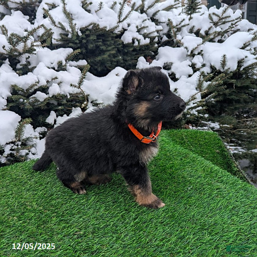 German Shepherd dogs for sale: Candy - Ad 4