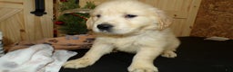 Golden Retriever dogs for sale: Golden Retriever Puppy 3 Jason - Ad 1