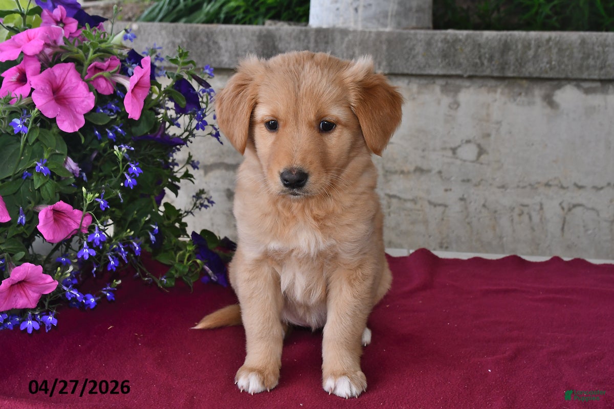 Goberian dogs Ivy - Ad 2