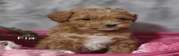 Shihpoo dogs for sale: Fia- on hold - Ad 6