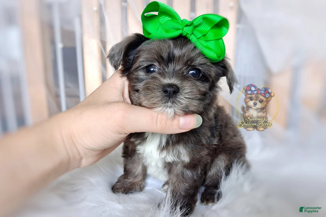 Morkie dogs for sale: Rare Merle Heihei - Ad 1
