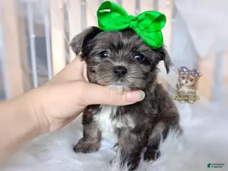 Morkie dogs Rare Merle Heihei - Ad 18