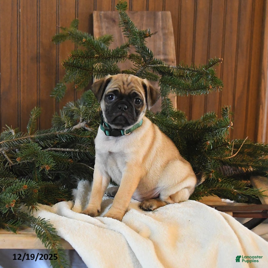 Mixed Breed dogs Sequoia - Ad 22