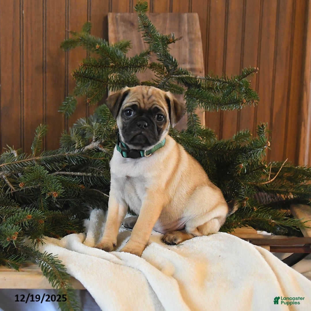 Mixed Breed dogs for sale: Sequoia - Ad 1