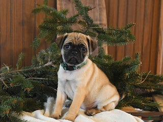 Mixed Breed dogs Sequoia - Ad 22