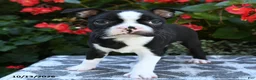 Boston Terrier dogs for sale: Yaro - Ad 5