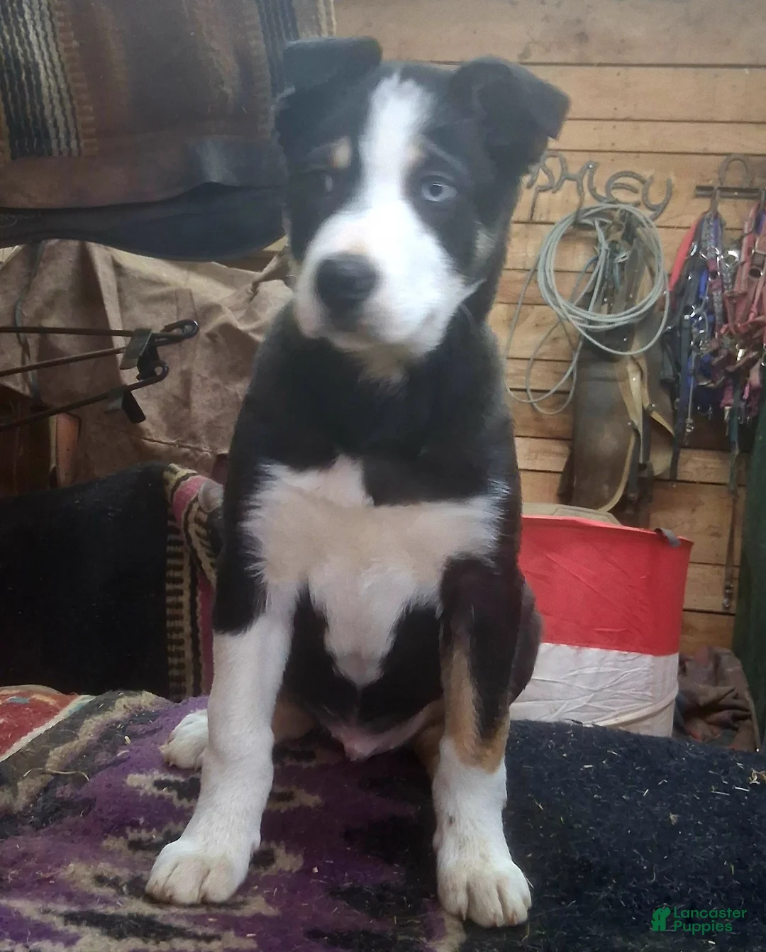 Border Collie dogs for sale: Border Collie Puppy 1 - Ad 11