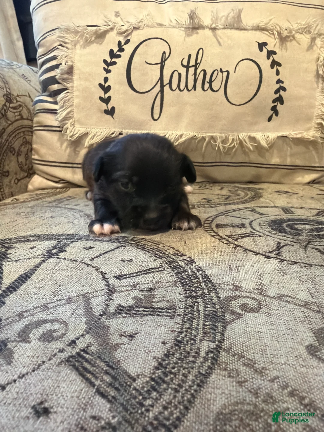 Shorkie dogs for sale: Leo - Ad 1