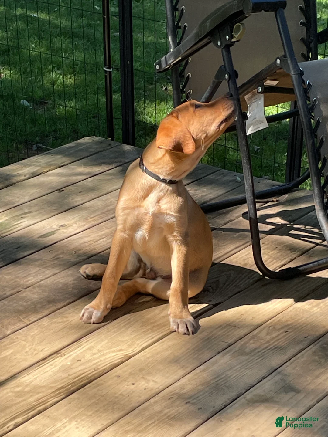 Labrador Retriever dogs for sale: Black Collar Batman - Ad 2