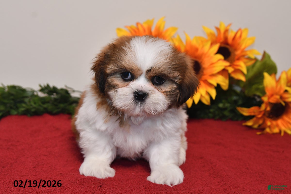 Shih Tzu dogs Milo - Ad 1
