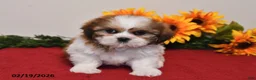 Shih Tzu dogs for sale: Milo - Ad 1