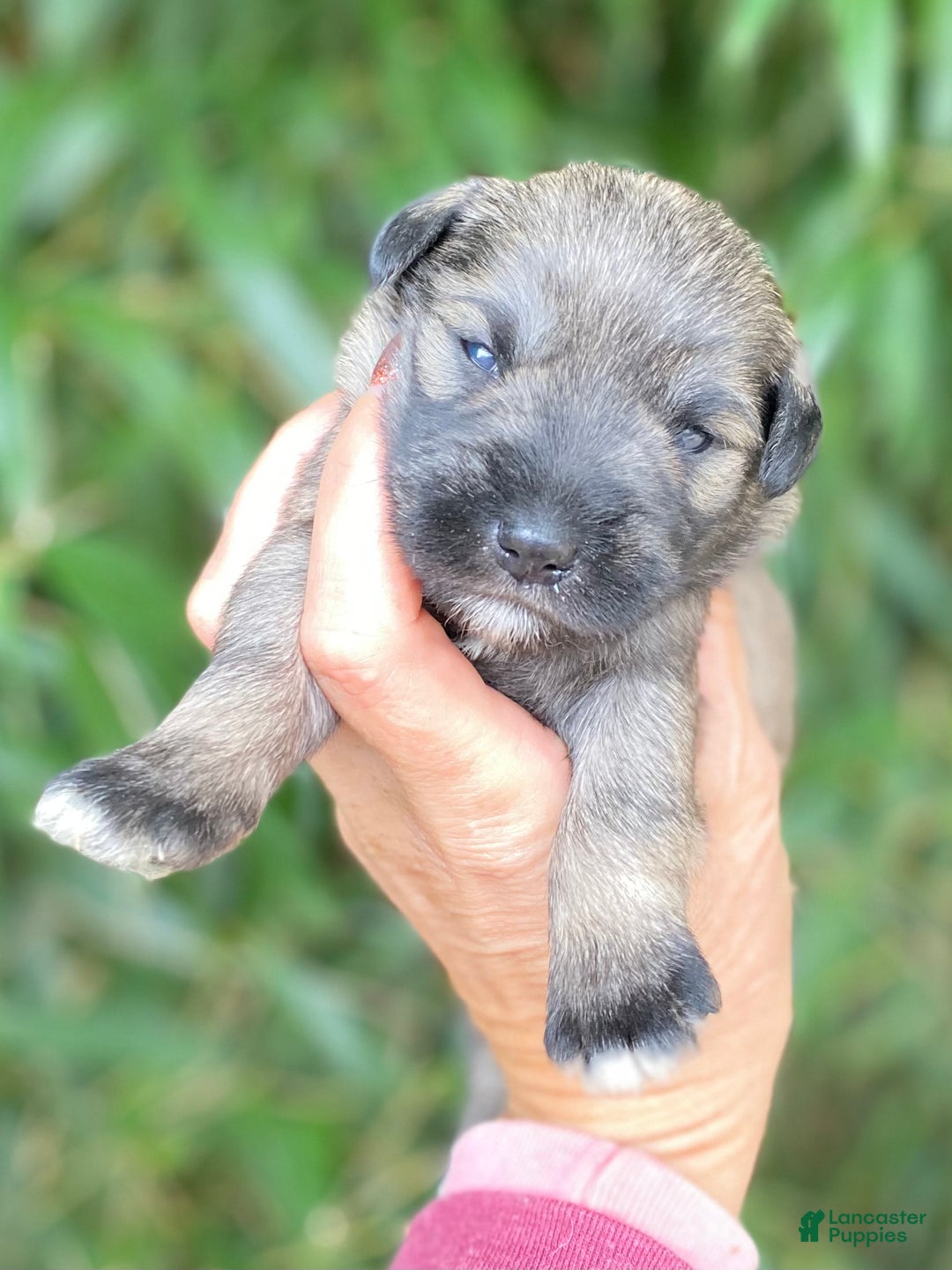 Miniature Schnauzer dogs for sale: Miniature Schnauzer Puppy 1 - Ad 1