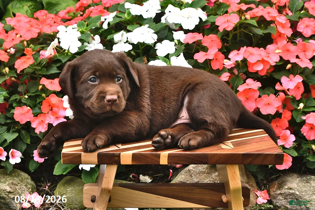 Labrador Retriever dogs for sale: Arrow - Ad 1