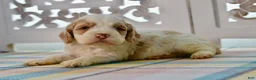 Cockapoo dogs for sale: Charles - Ad 2