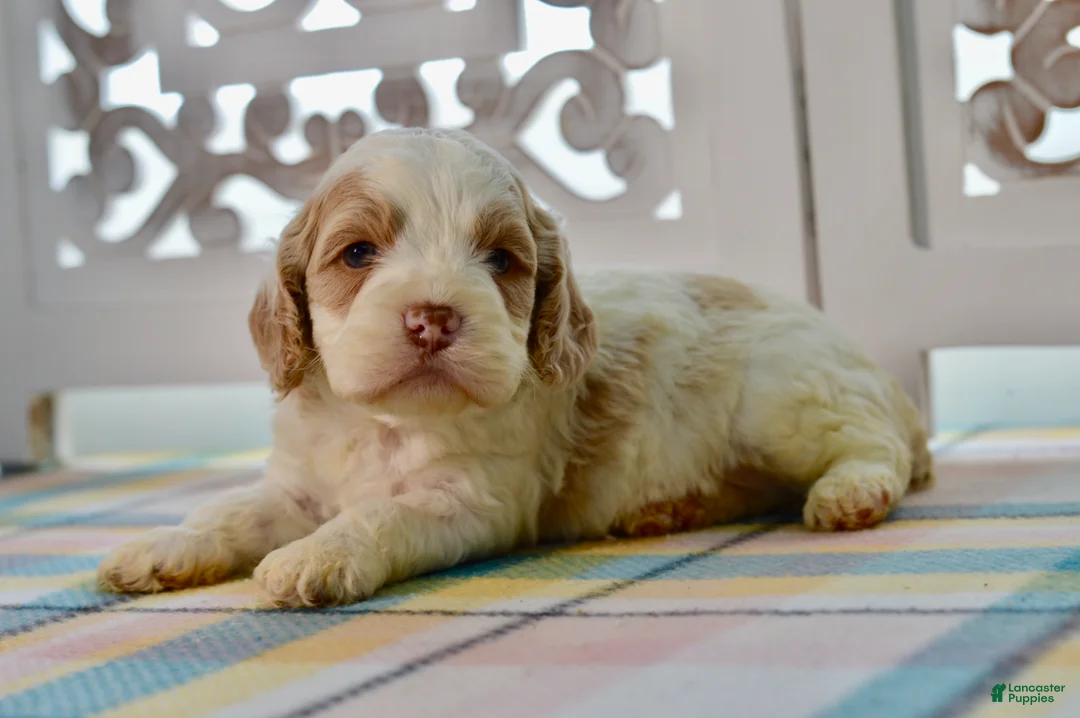 Cockapoo dogs for sale: Charles - Ad 2
