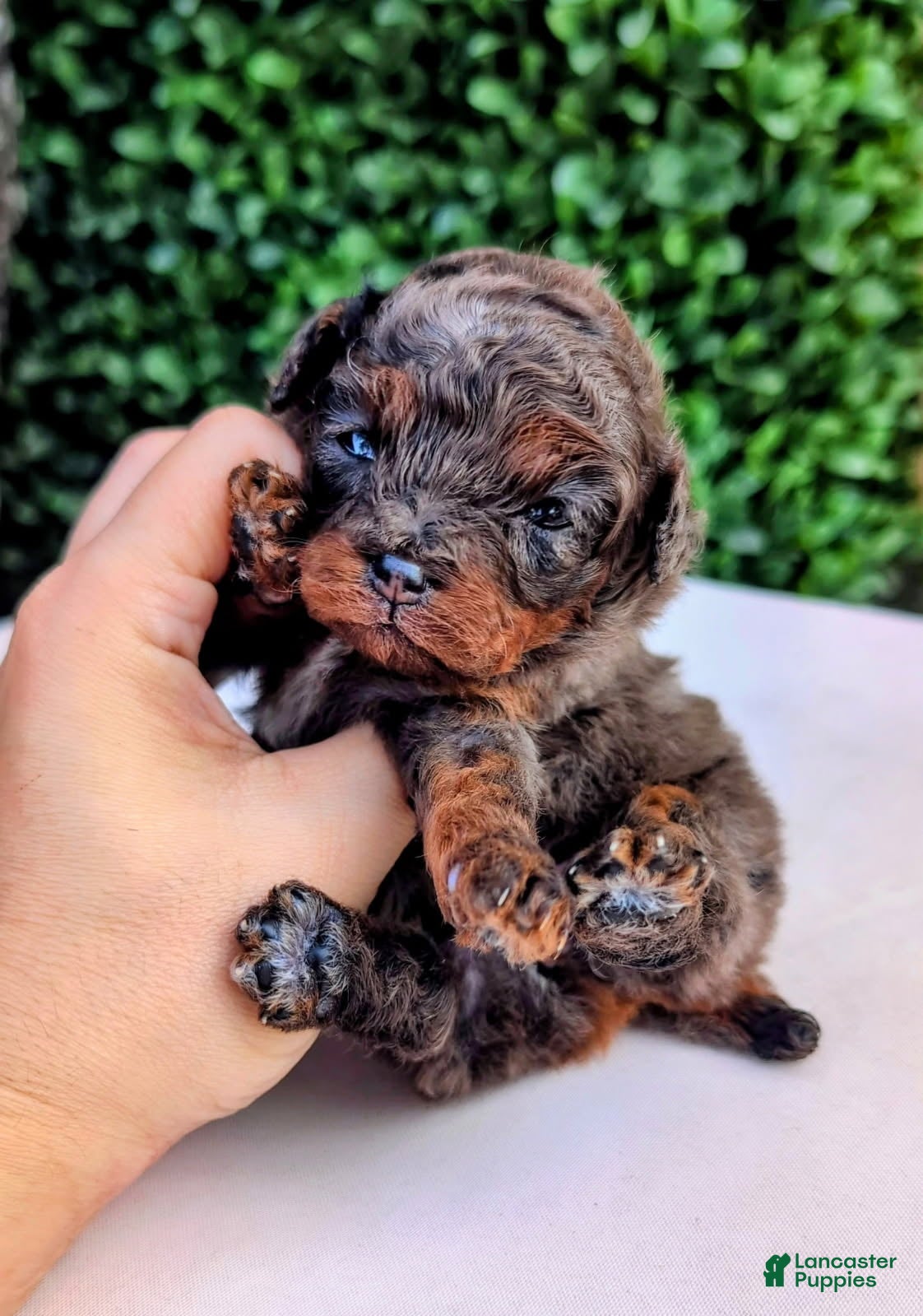Toy Poodle dogs for sale: 100% Genetically Cleared AKC Toy Poodle Female - Ad 2